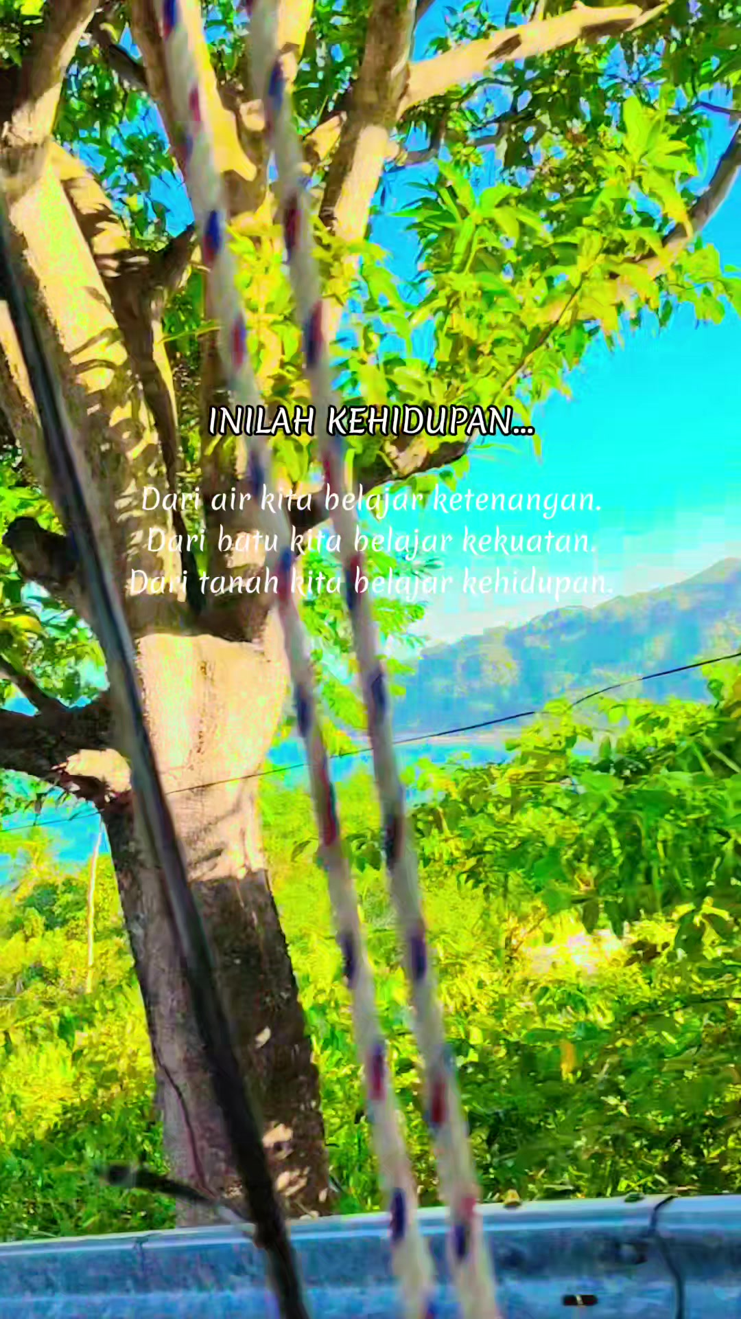 @Bunga Tanpa Tangkai