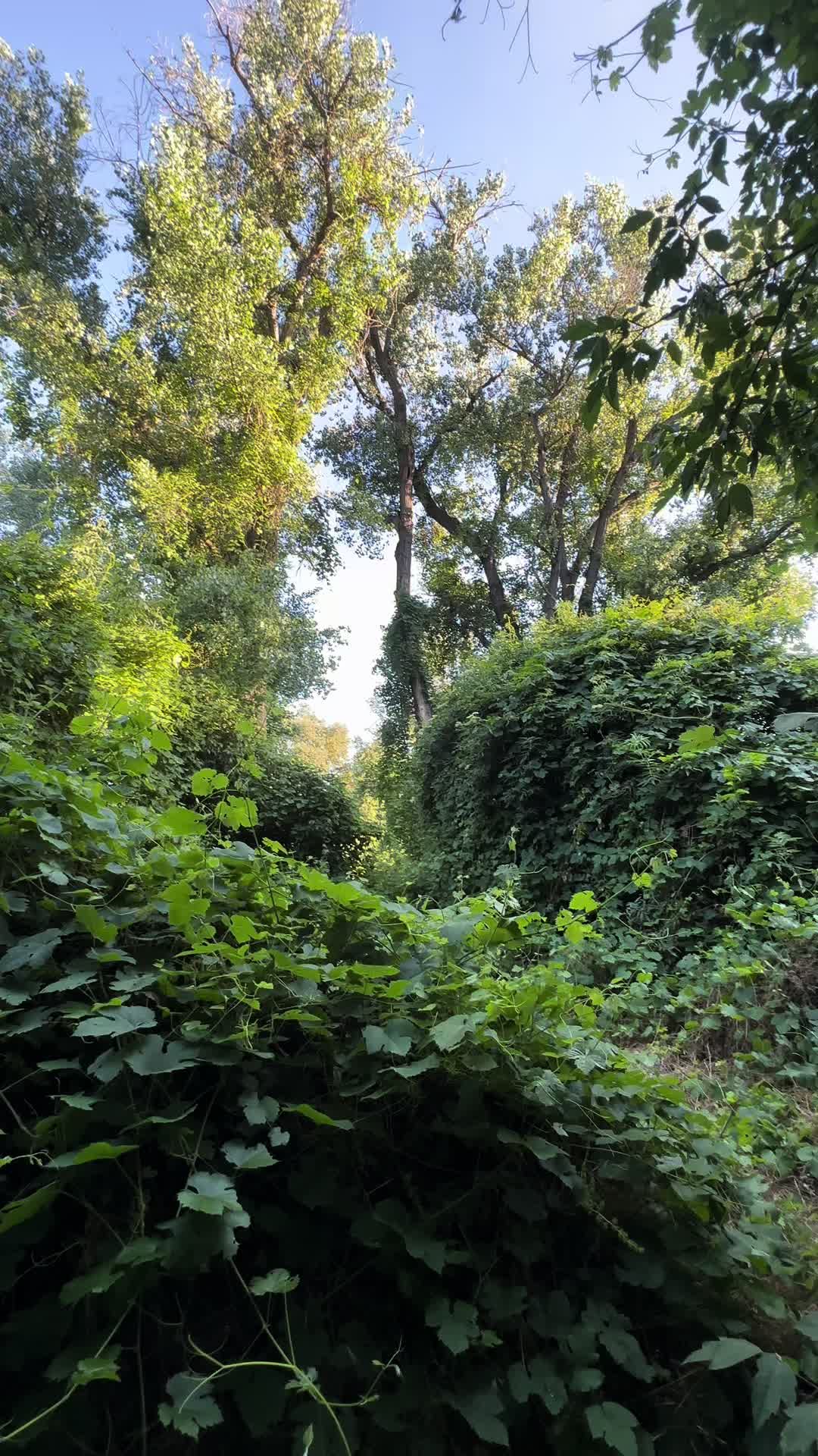 @🌲