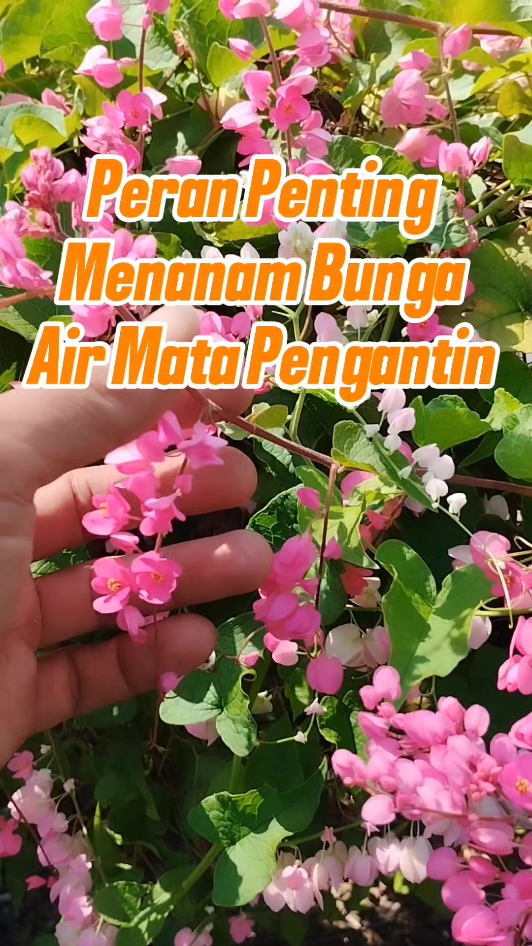 @Bukit Farming