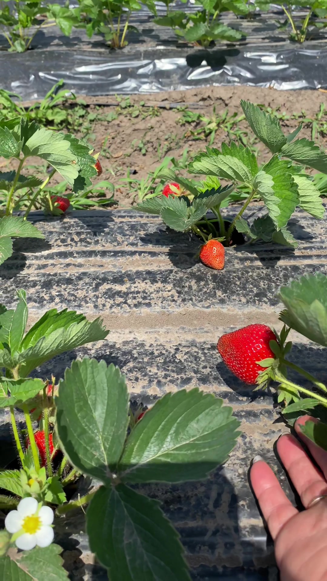 @Strawberry Shop