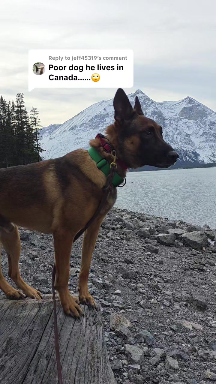 @Steph-RaisingHell.Hounds🇨🇦