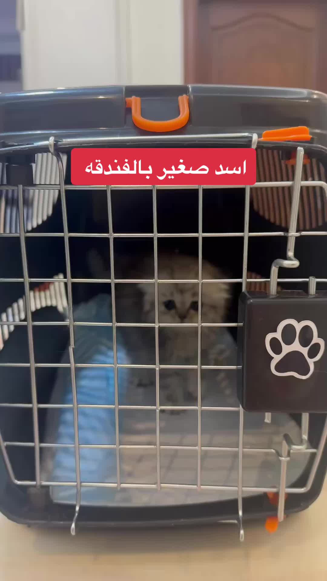 @Skai Cat.home🐾