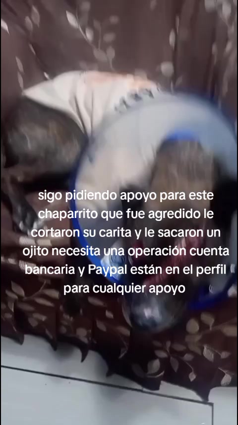 @Rescateyrefugio2