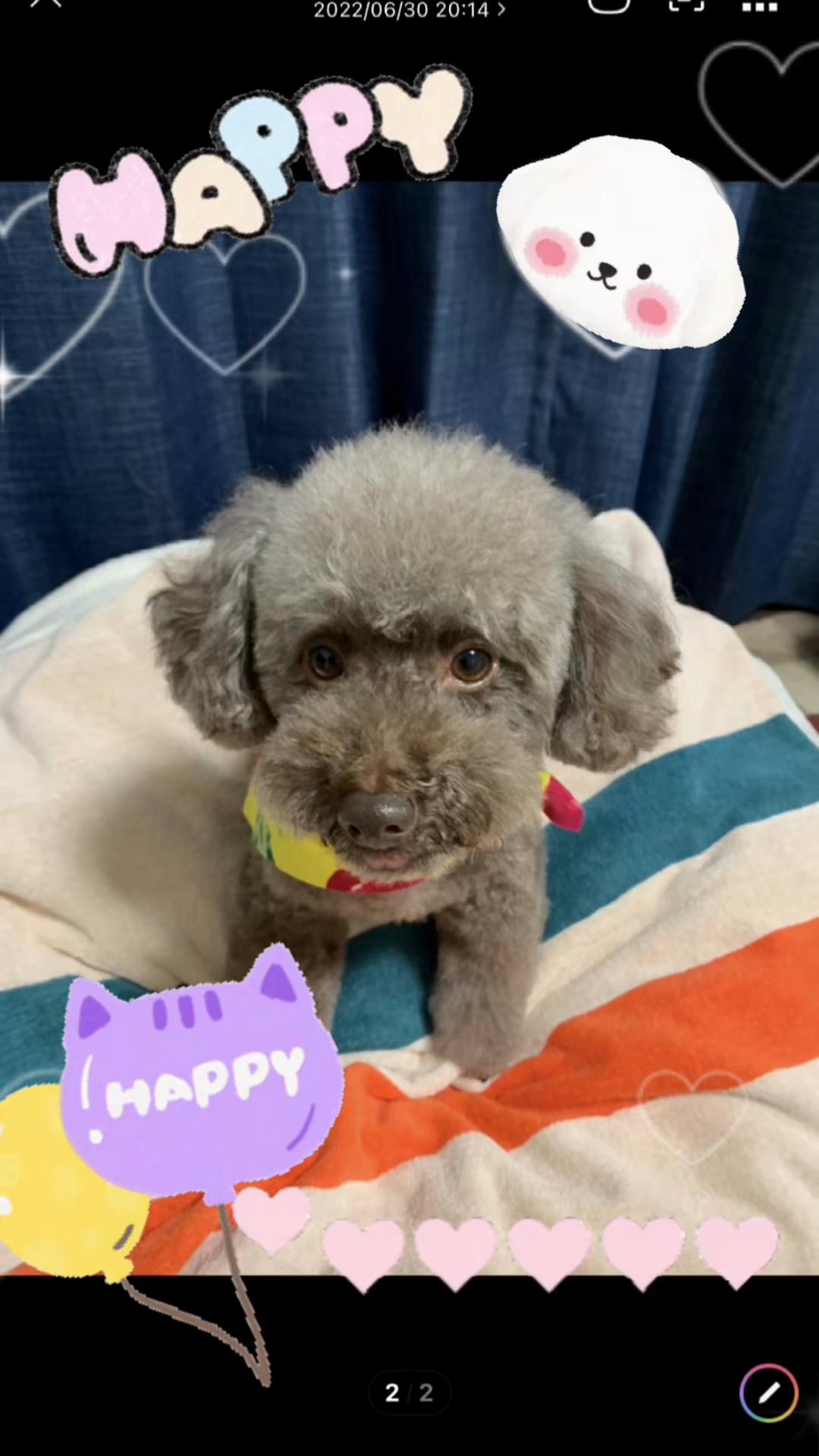 @要子💕ayu🐶