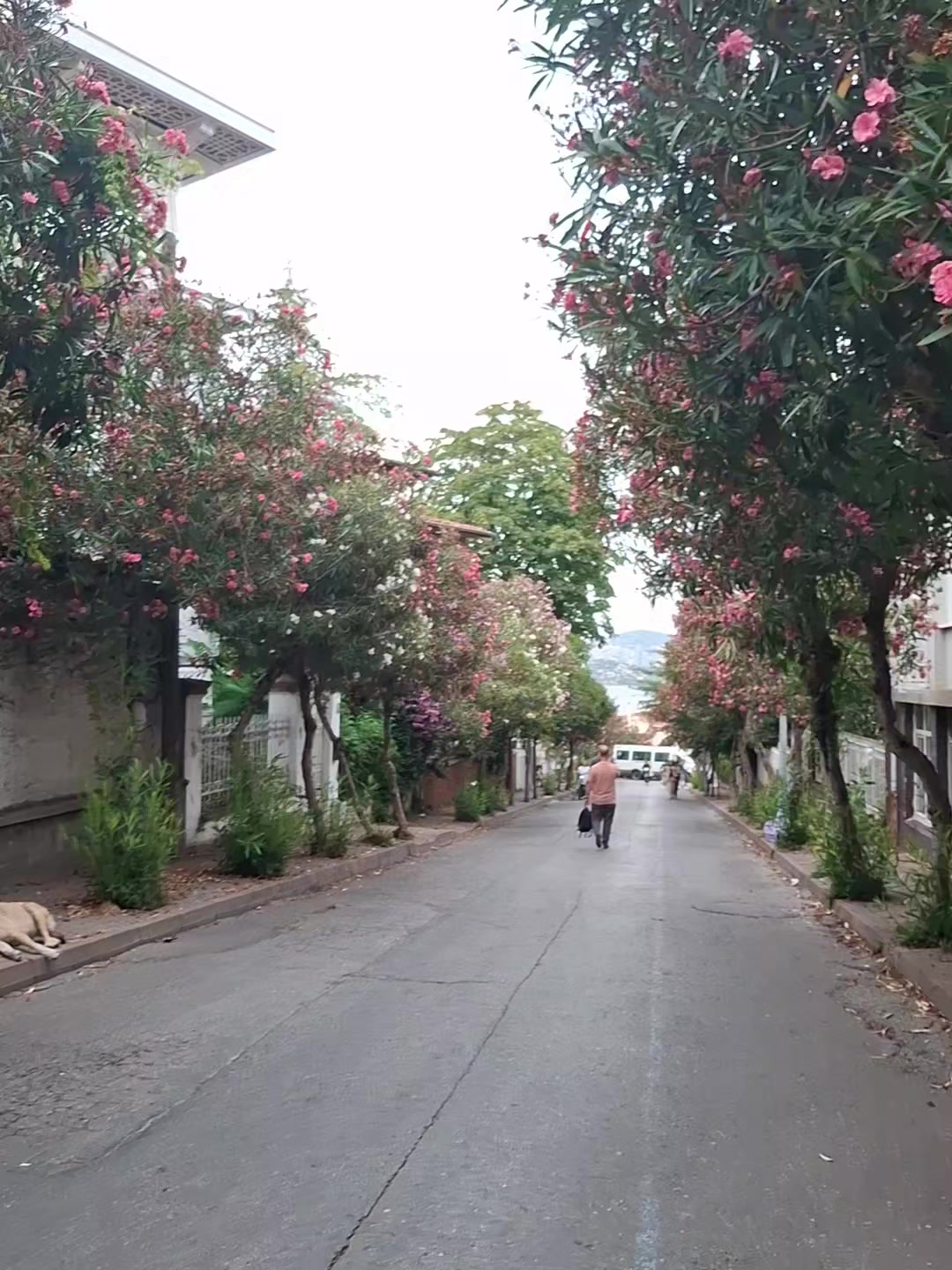 @باربي العرب