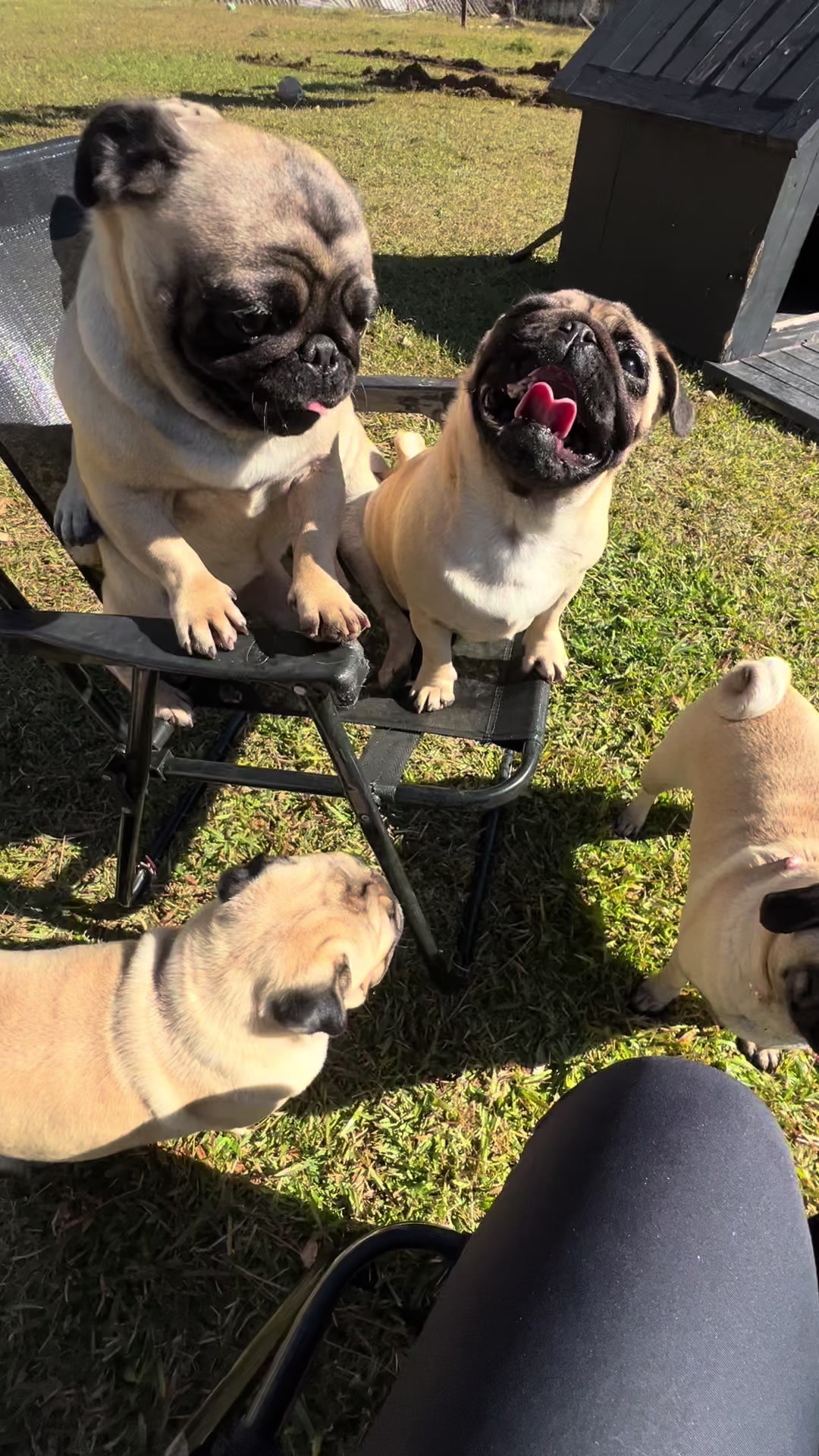 @pugSofyHarry