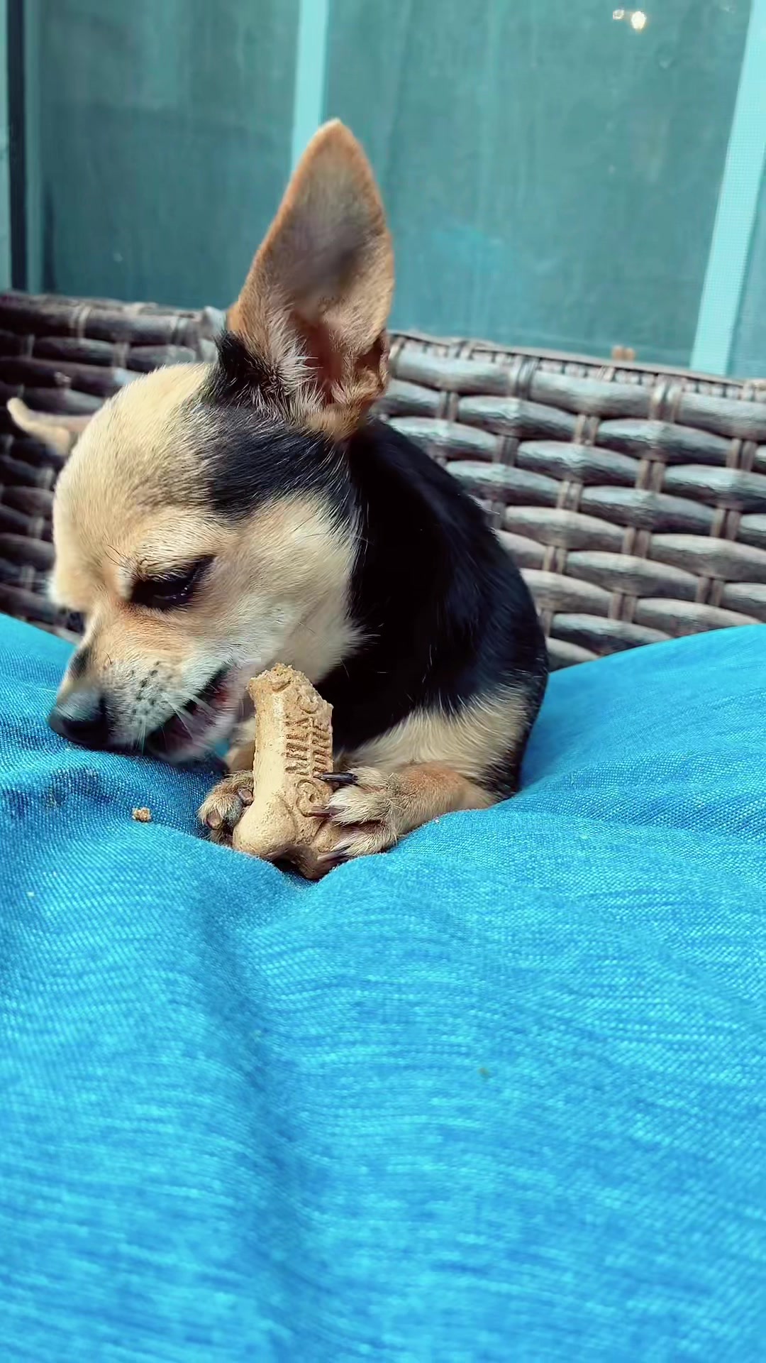 @thechihuahuafamily1
