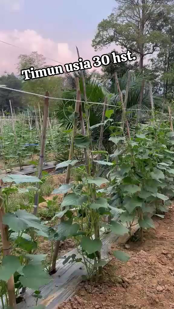 @SURYA TANI