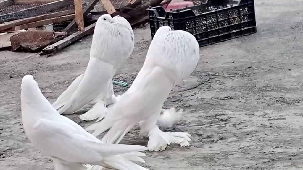 @quality.birds.ajk