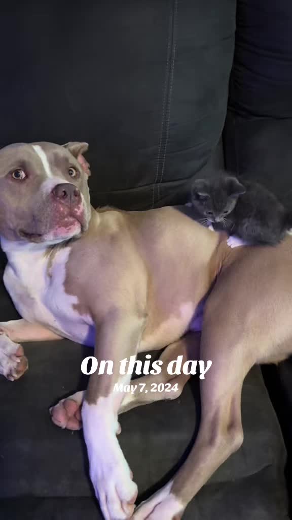 @Pittie Mom