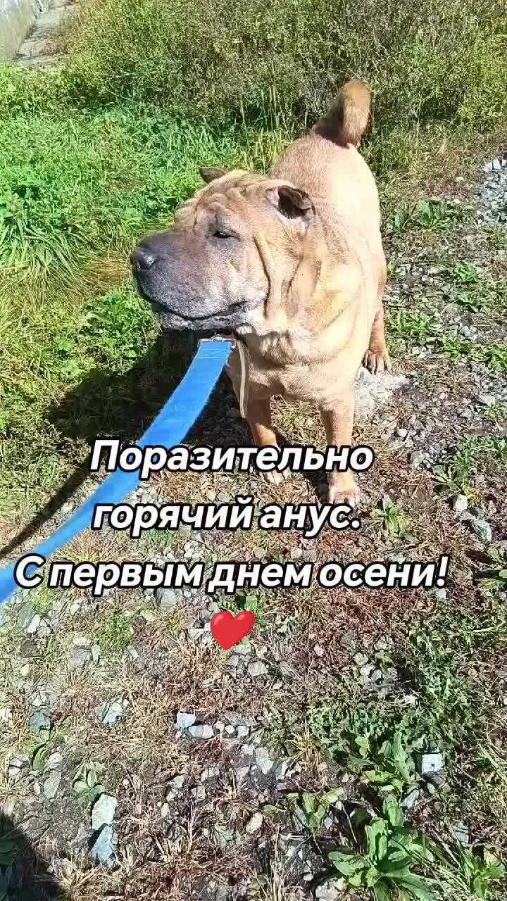 @amusleninblyadina