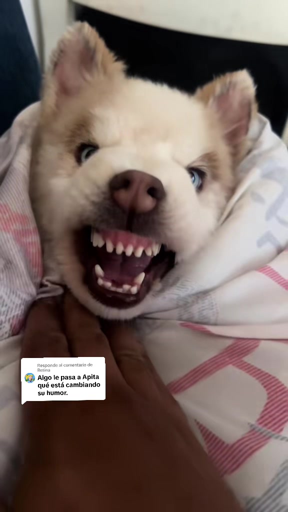 @🐺MiFamiliadehuskies🐾