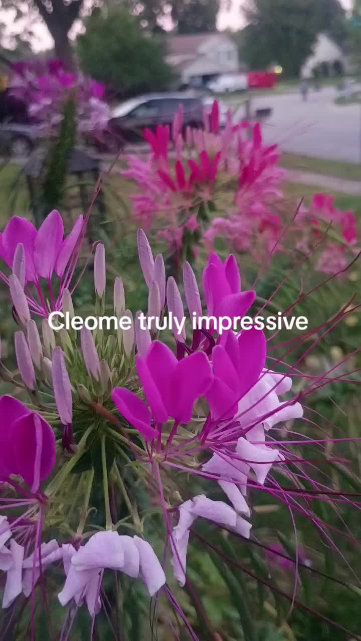 @O.G.