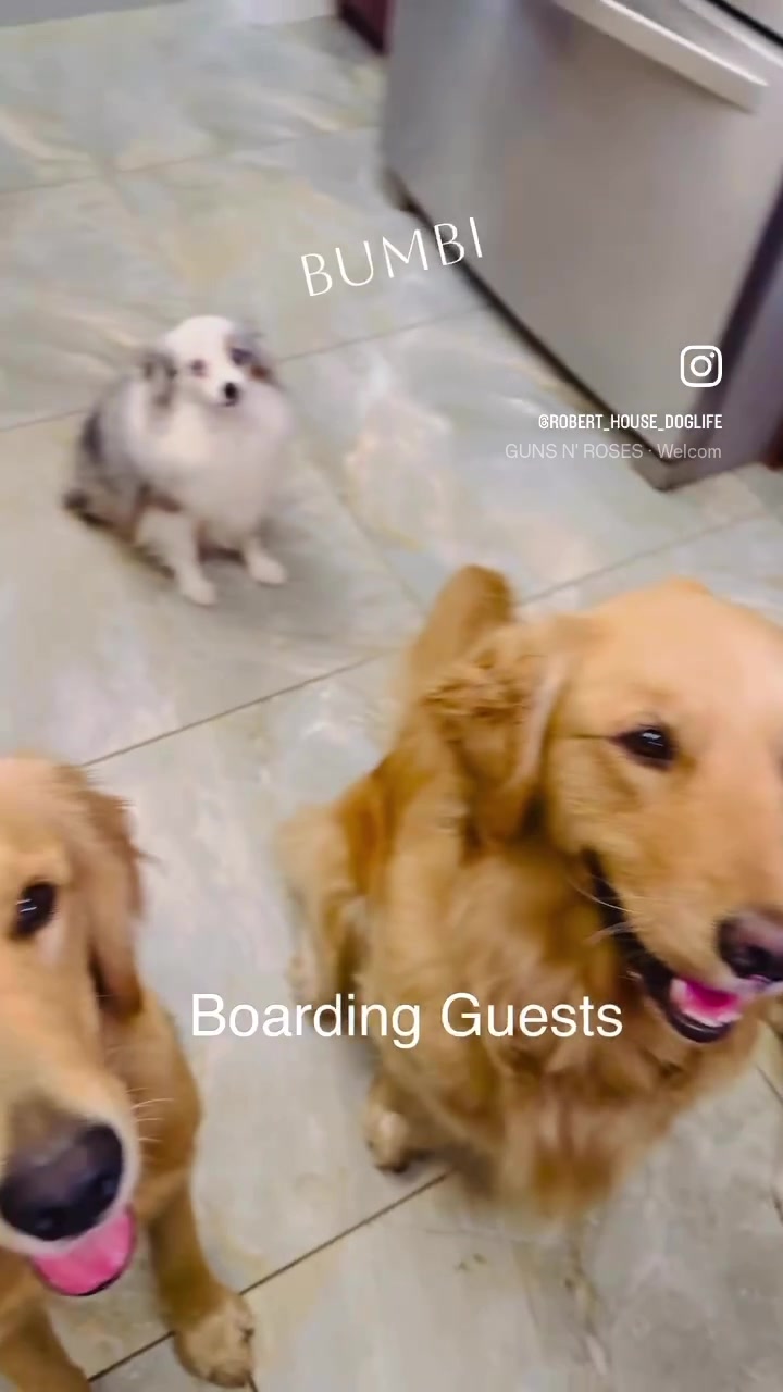 @RobertHouseDoglife