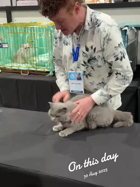 @🐈Barb🐈 Ausbrit Cattery 🇦🇺