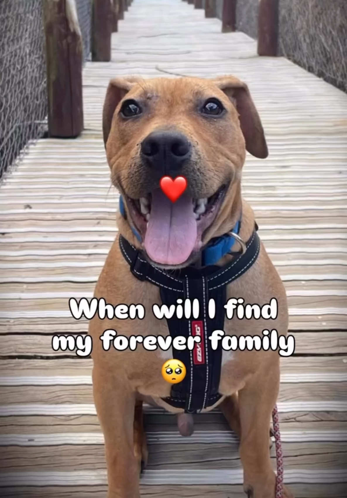 @Auckland Puppy Rescue