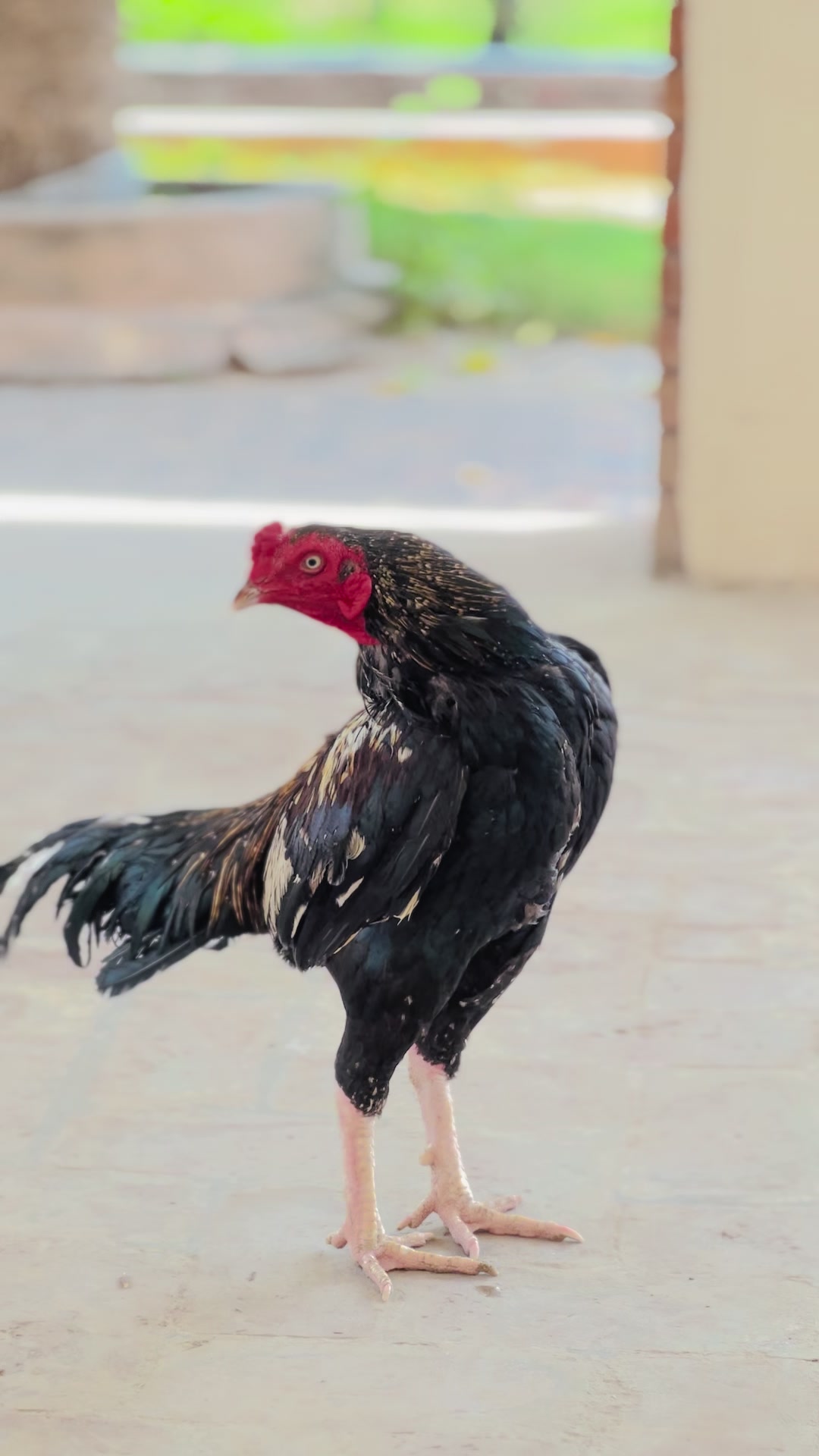 @Aseel 🐓