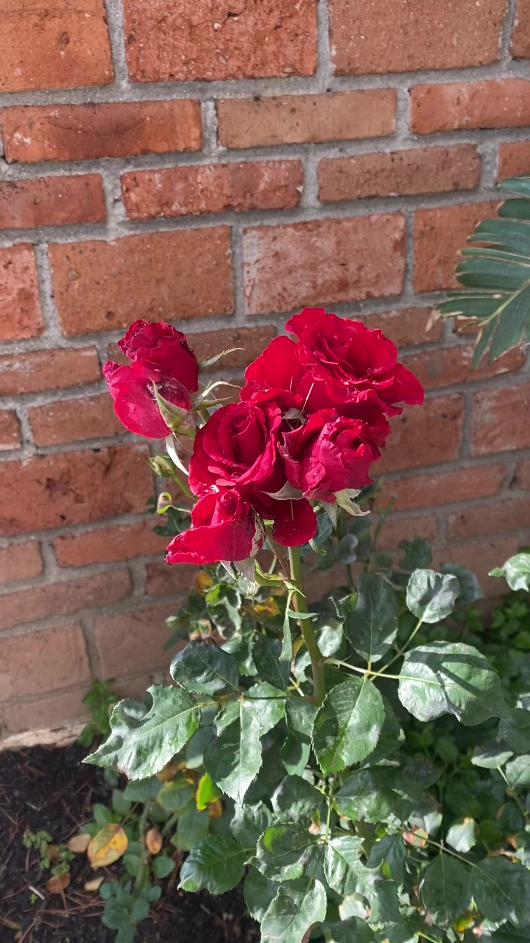 @❤️