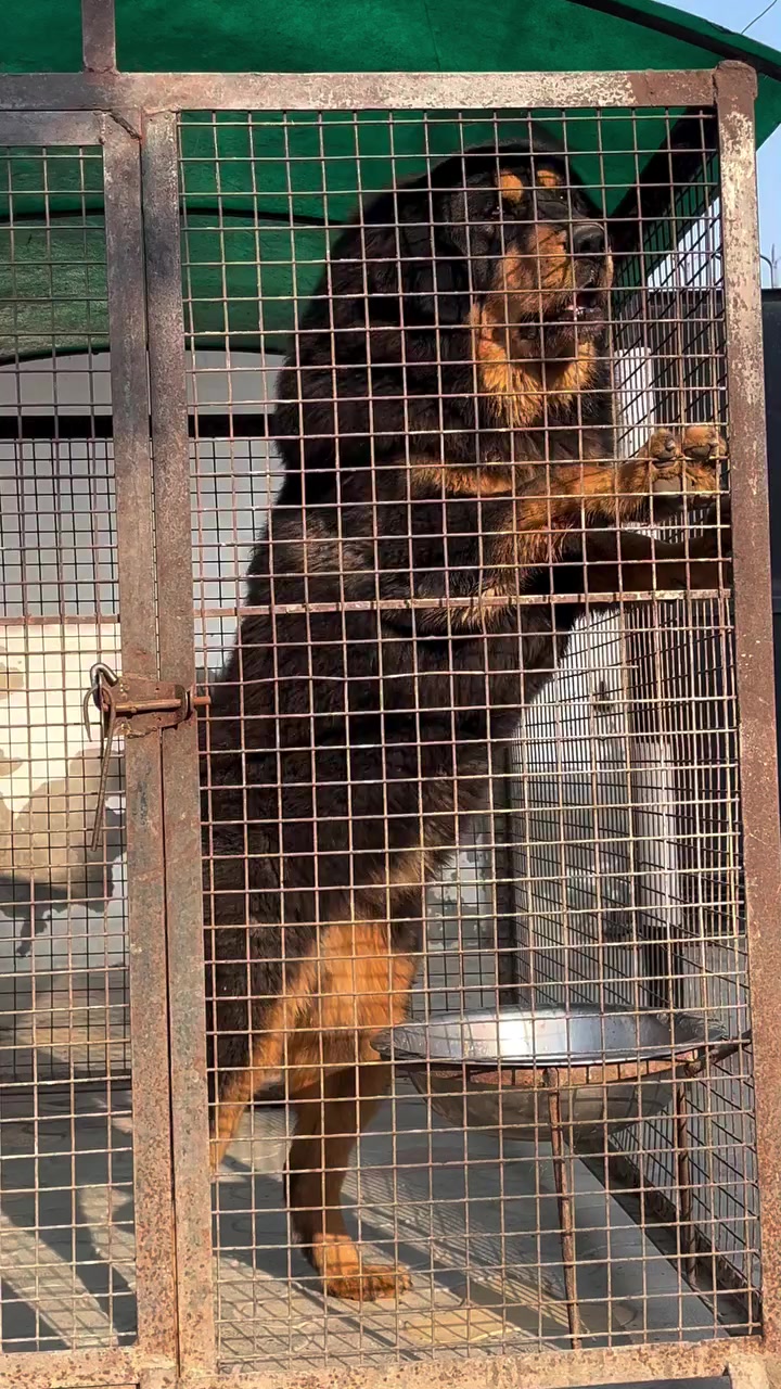 @Kashmiri_Bakrwal_Dog
