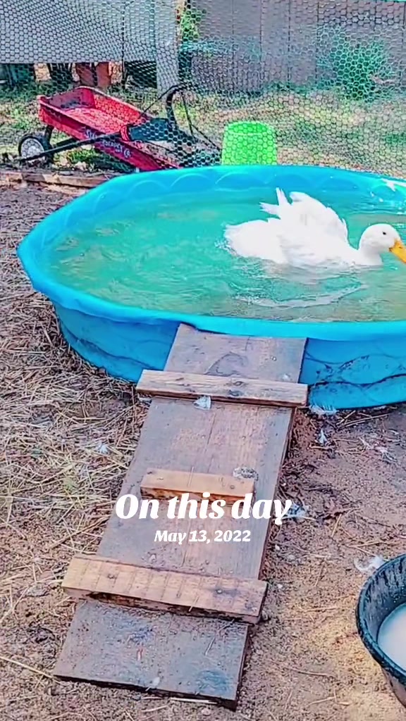 @Cluck and Waddle Farm Rescue