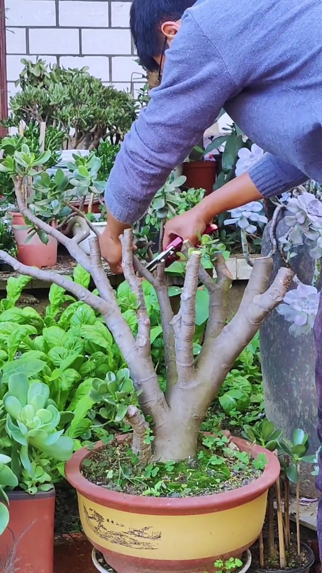 @Succulent Garden