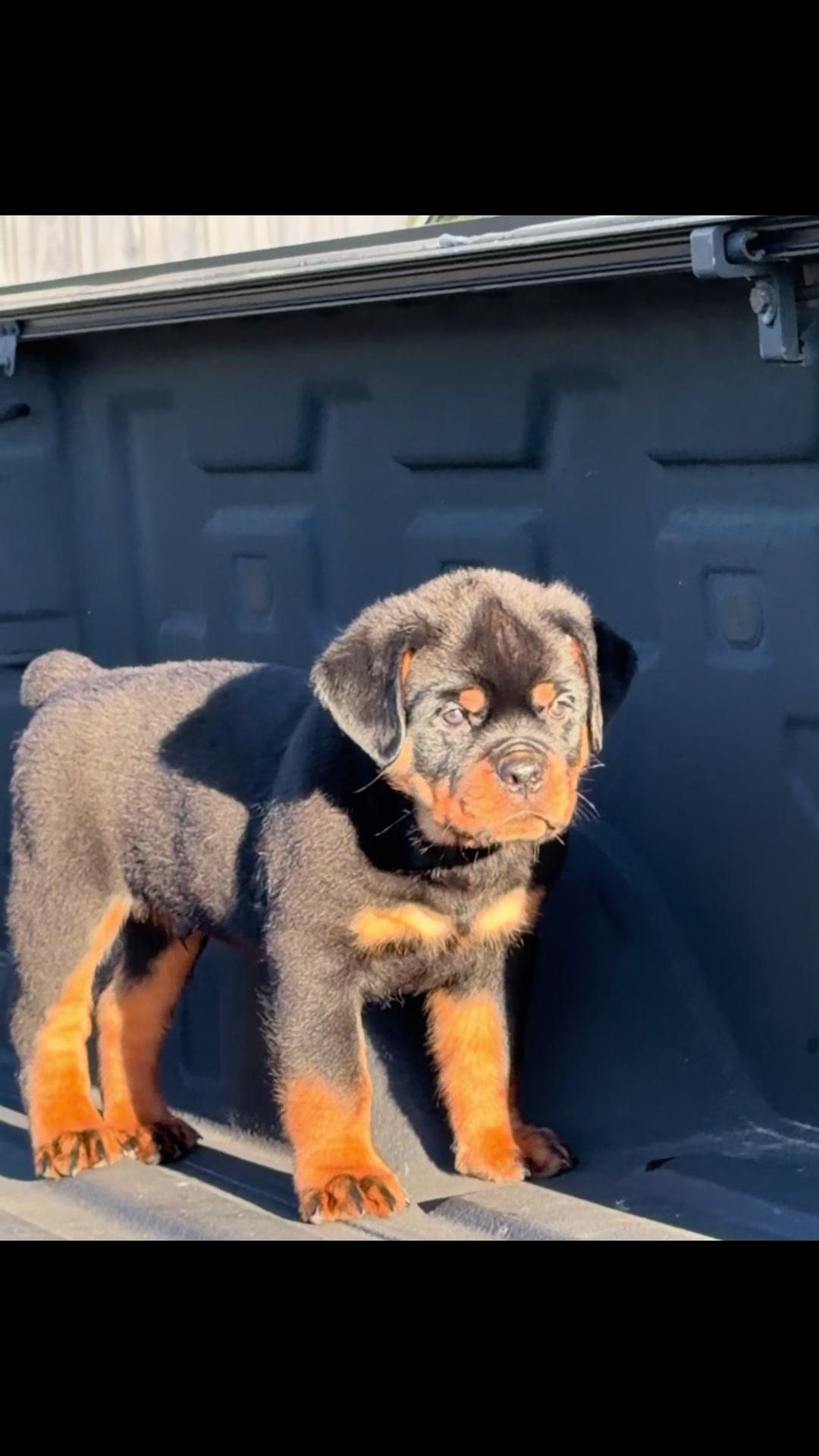 @King Vasko Rottweilers
