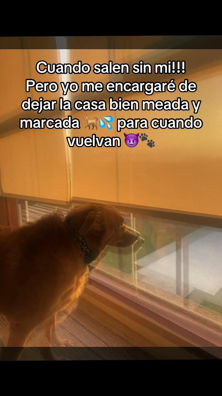 @Diario de Donny🐕 y mami👩🏻