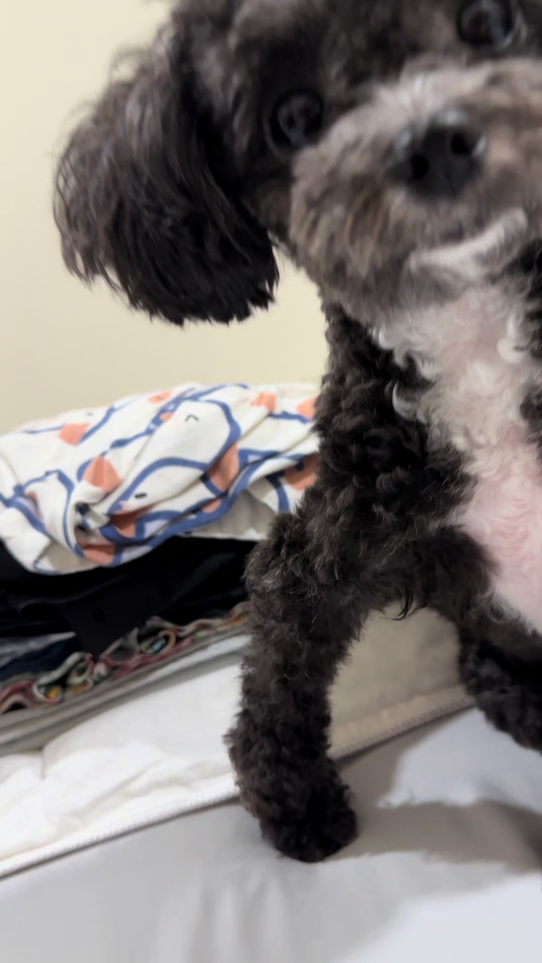 @chippi the poochon