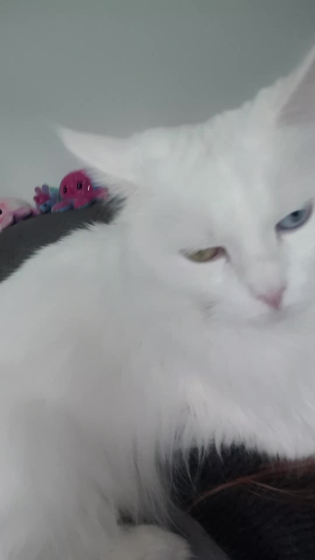 @Linni👱♀️_Luna🐈