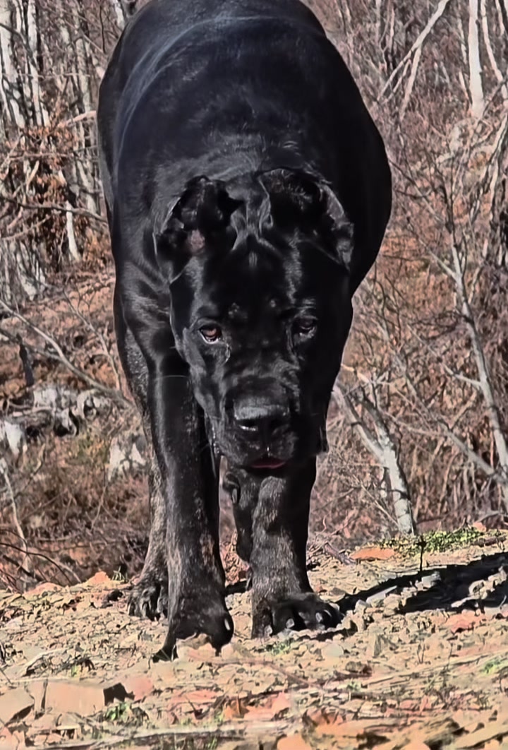 @CANE CORSO CLUB