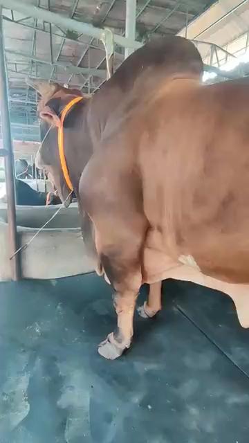 @গরুর ঘর🐄