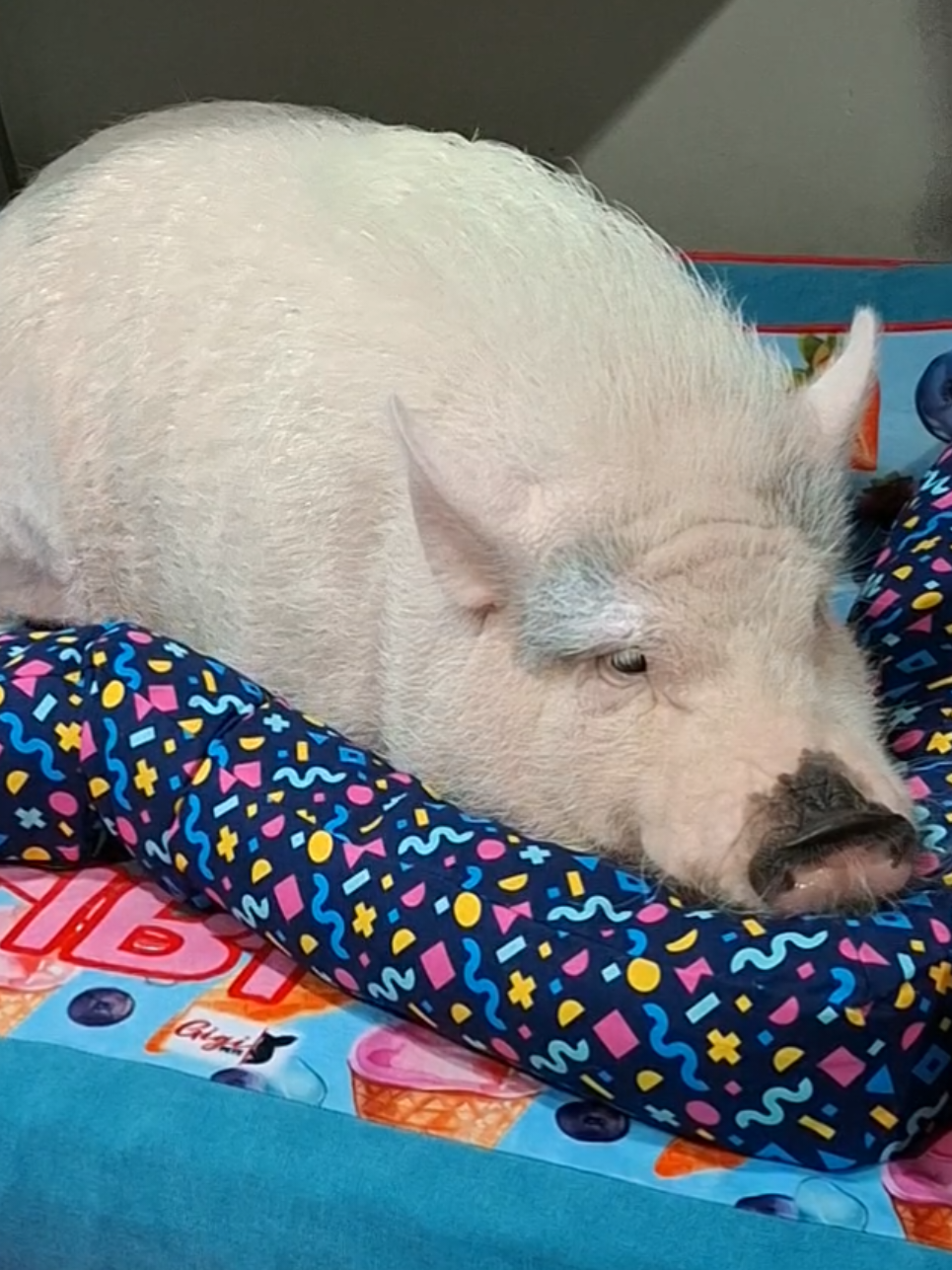 @🐷Ibi.pig🐷