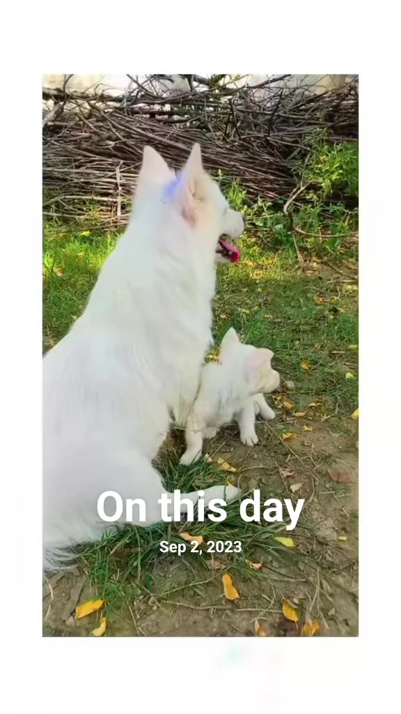 @PETS LOVER 🐕