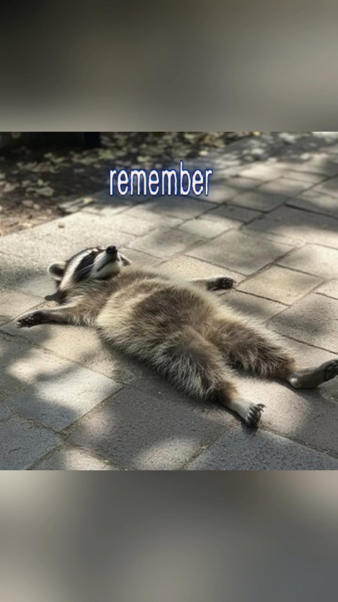 @Raccoon Music Videos