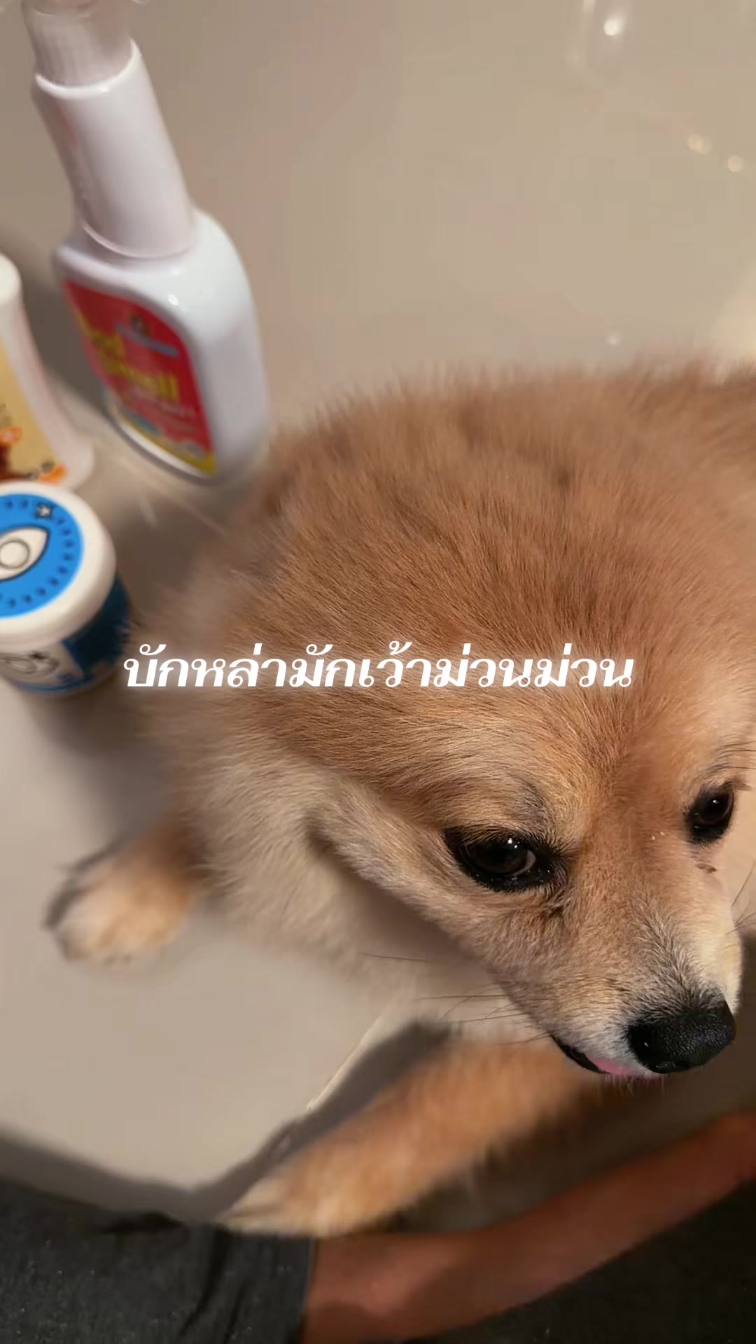 @มาดามเเอนนี่ คิ้วปิง 🇹🇭🇺🇸