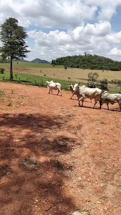@Luis Fernando 🇧🇷