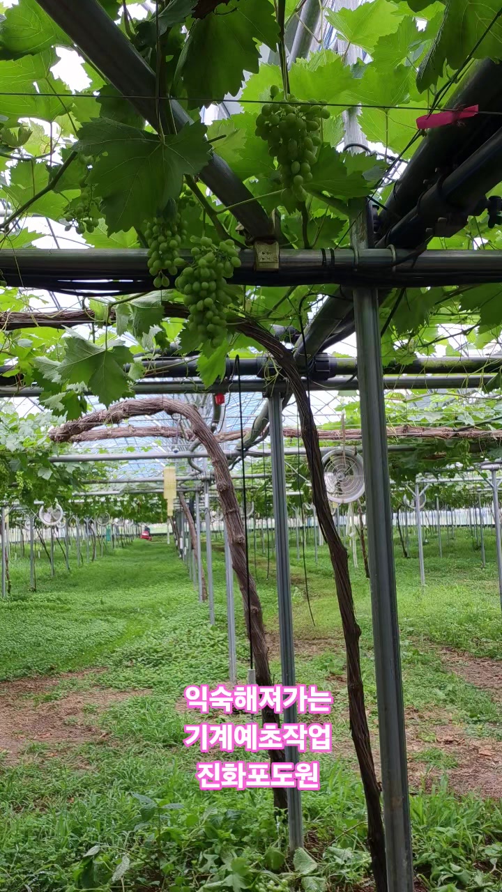 @진화포도원
