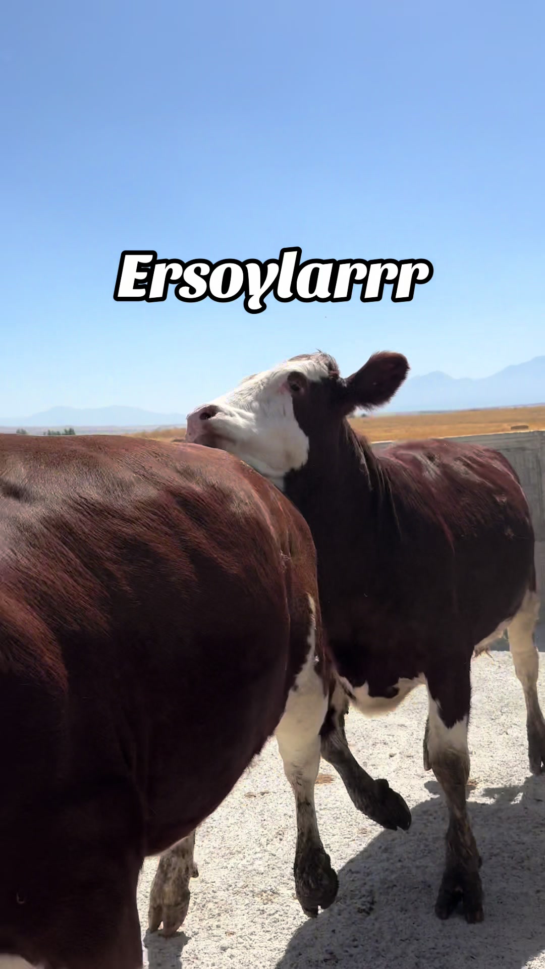 @ERSOYLAR 68