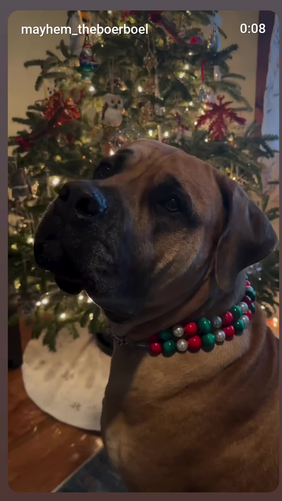@Beadie Babiez Collar Shop
