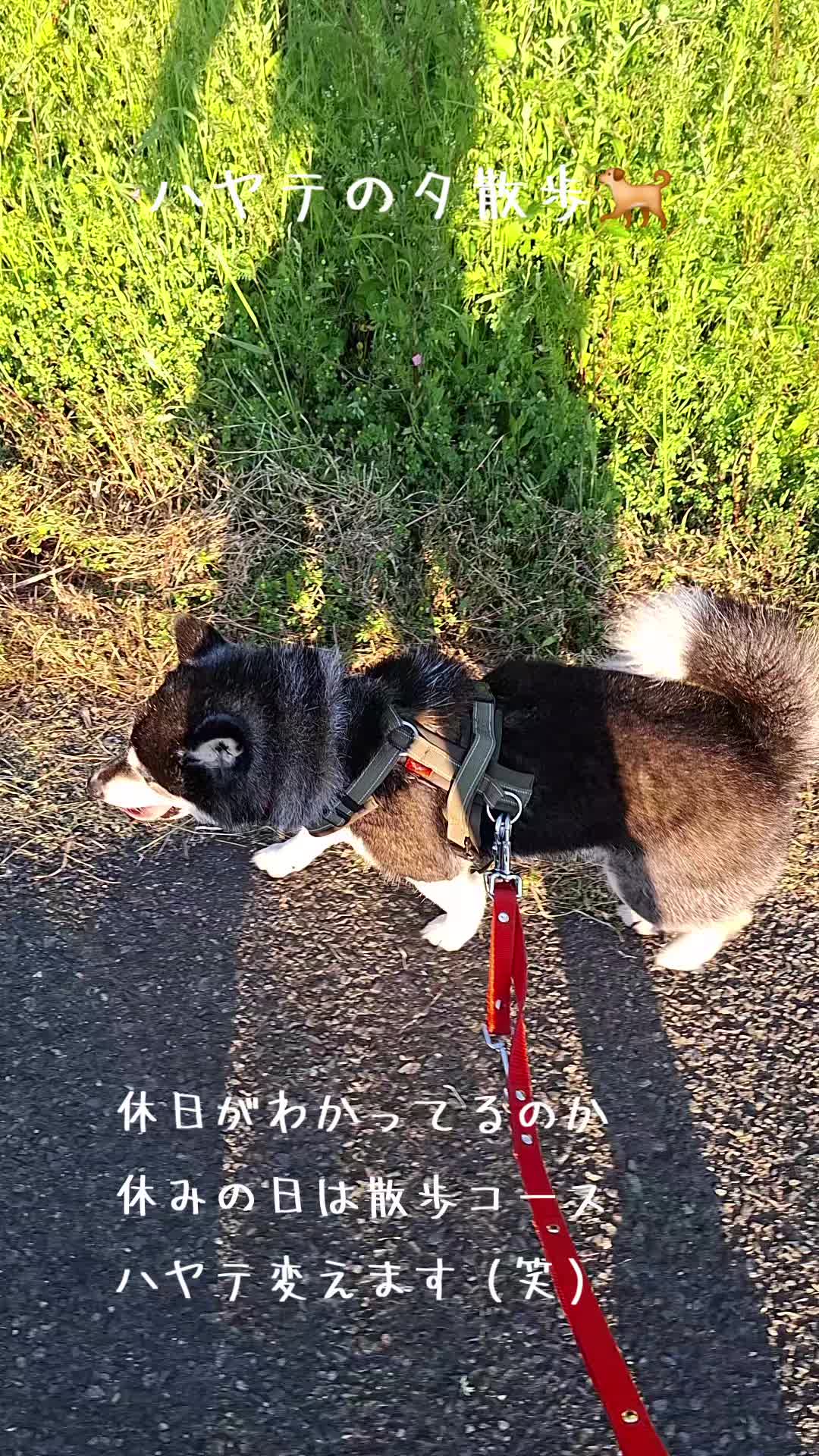 @111シンゴ