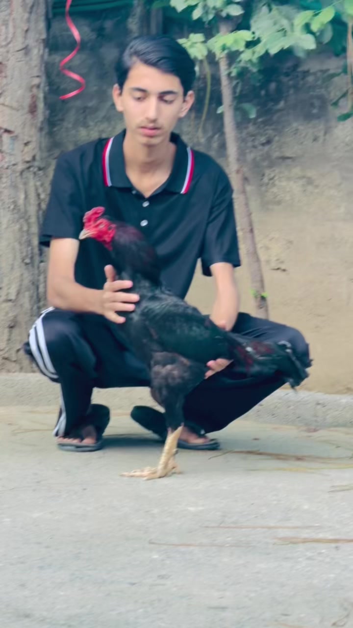 @N A S I T
