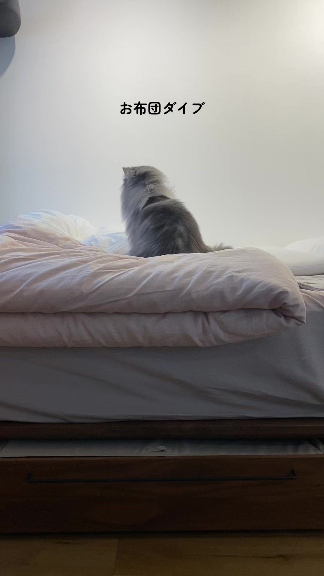 @ねここ様