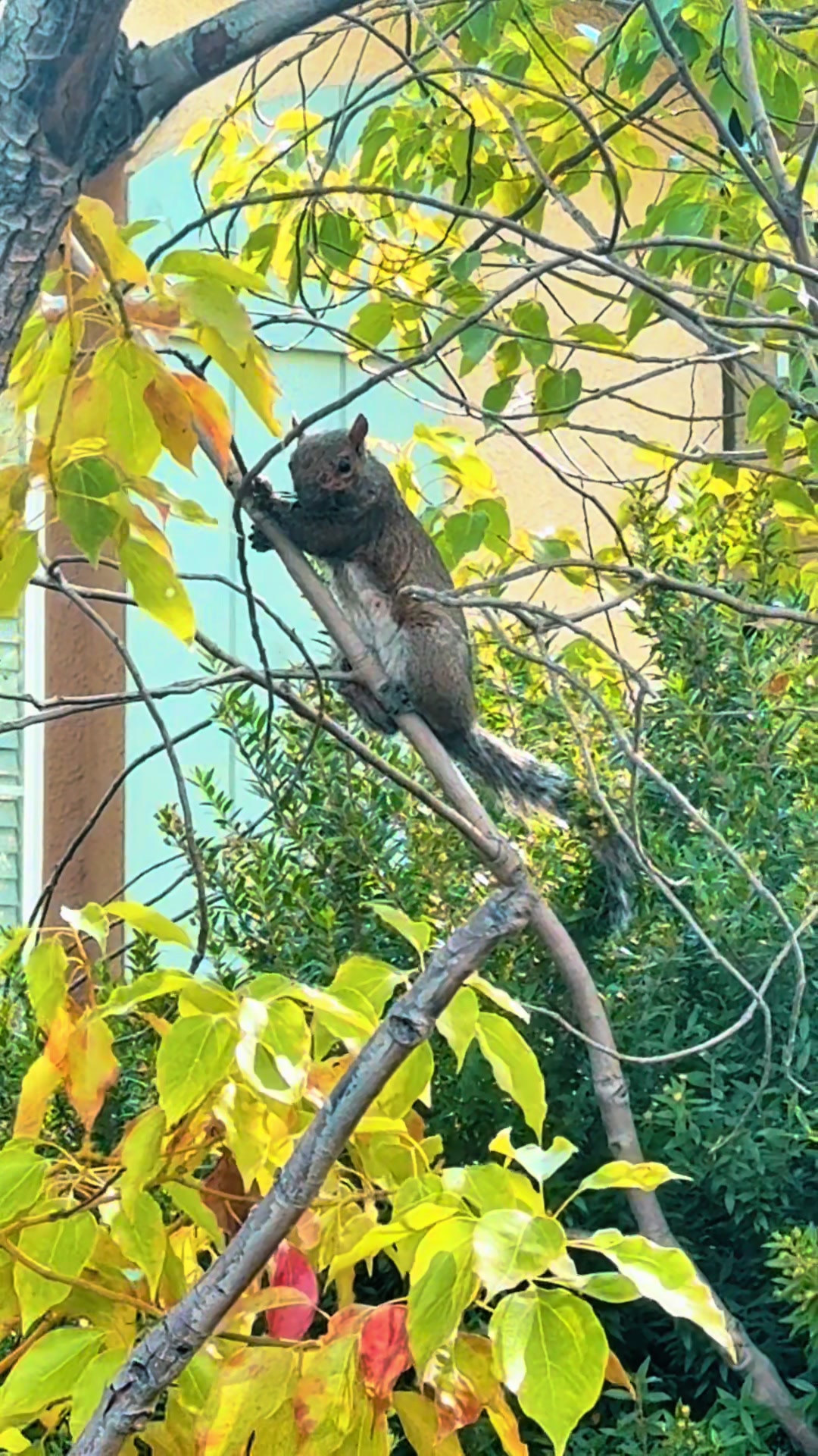 @DailyDoseOfSquirrels