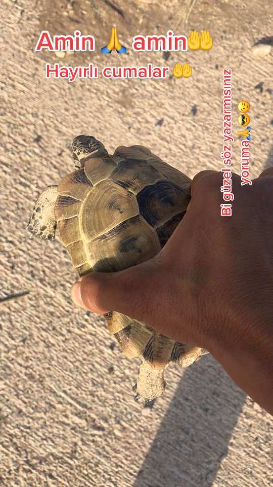 @Kalbim zengindir 😂Bozkurt 😎