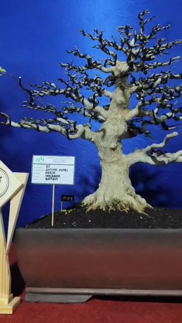 @Yanubonsai