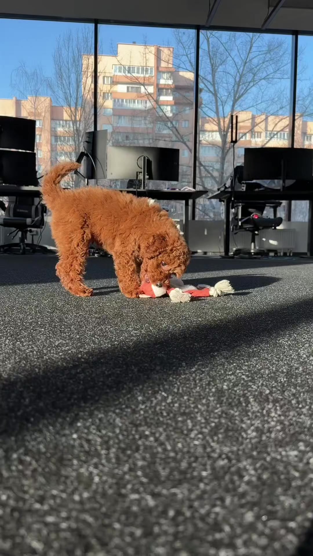 @Наталья Пудель 🐩