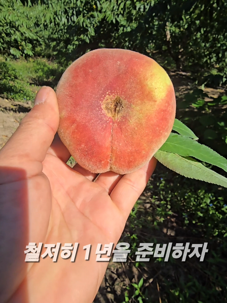 @유튜브 윤파머 납작복숭아