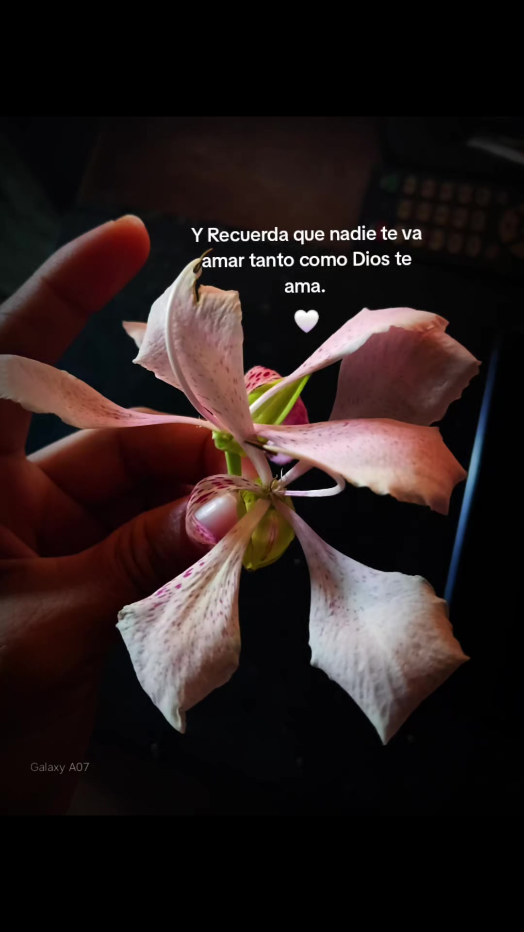 @🌷👸