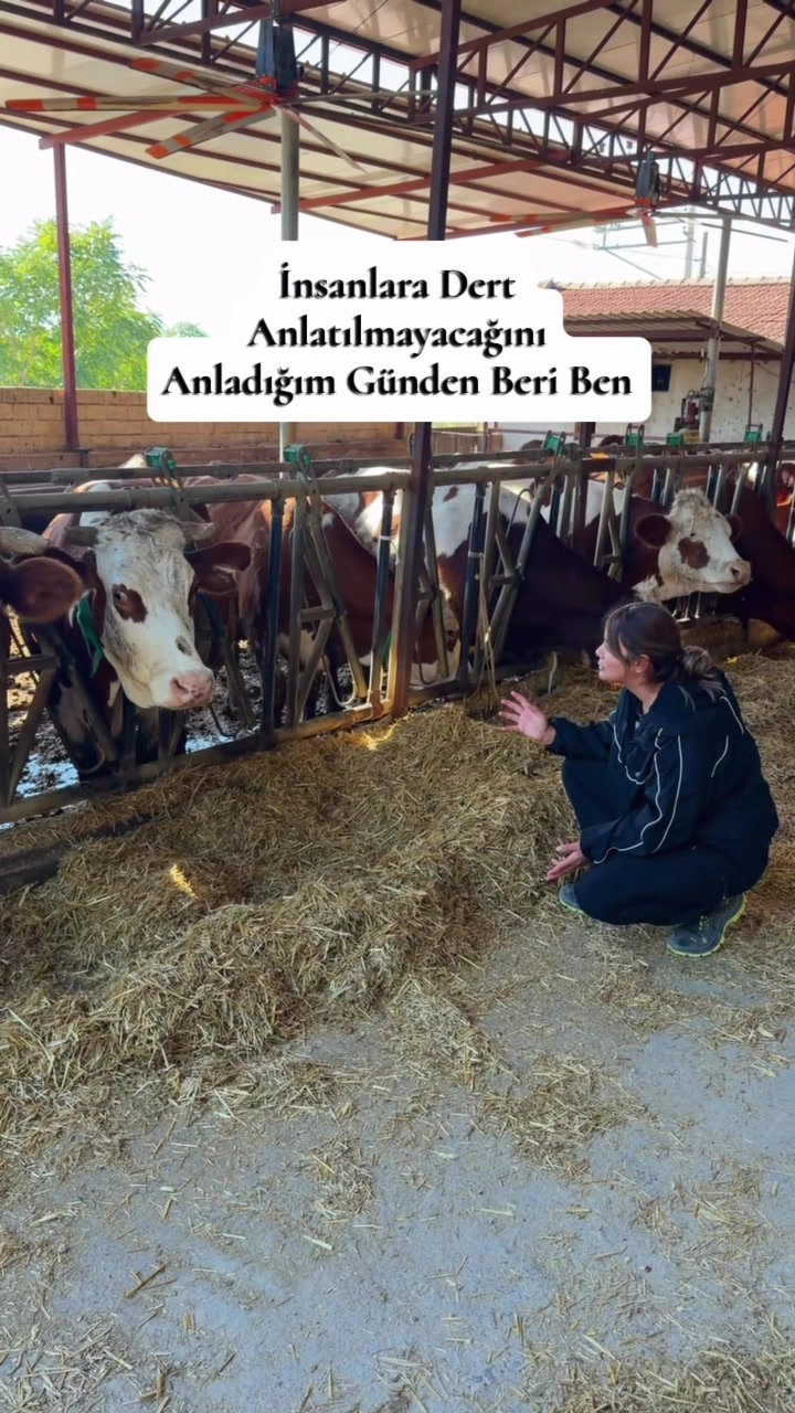 @gezentti