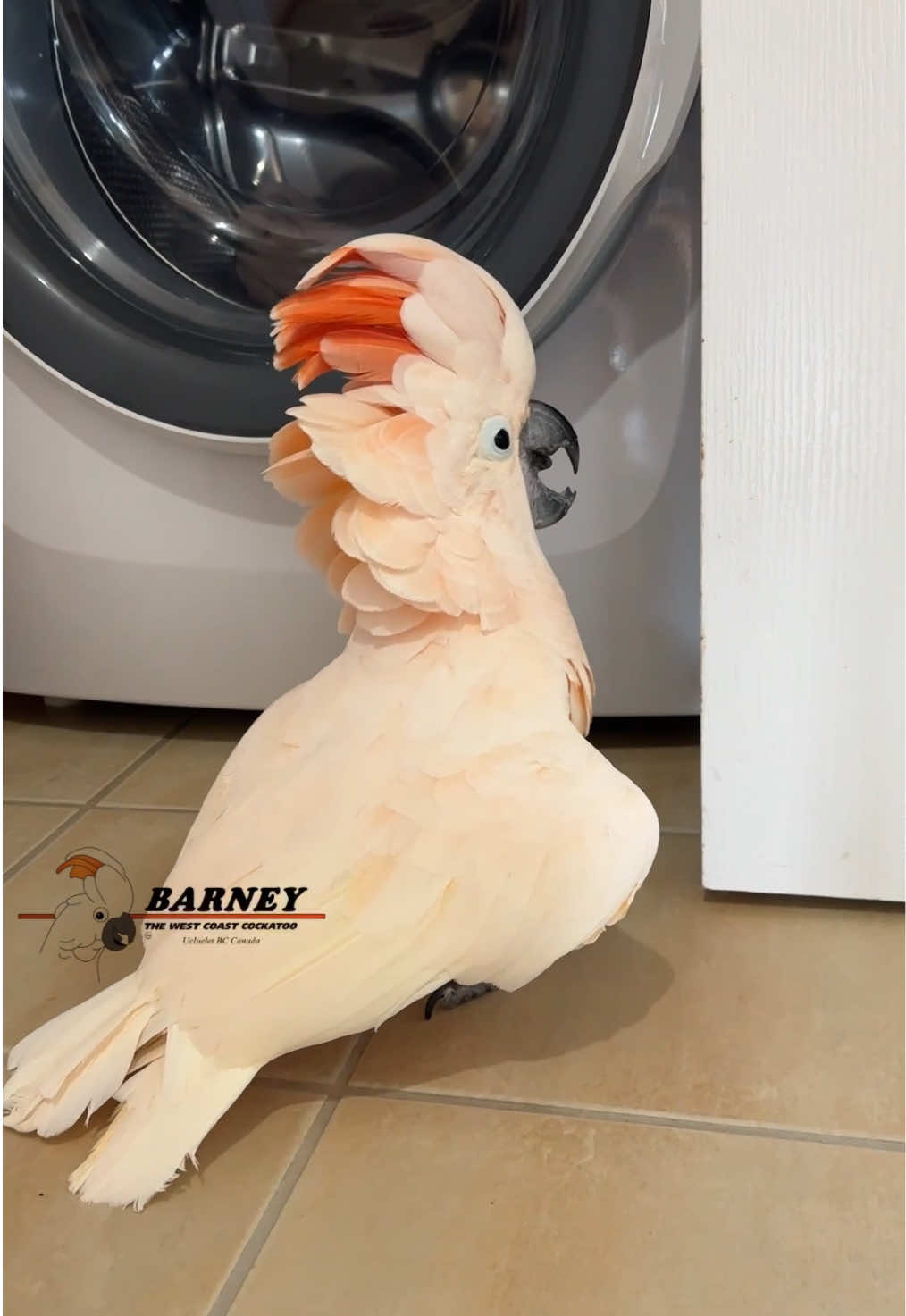 @Barney the West Coast Cockatoo
